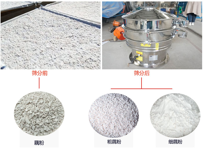 蓮藕淀粉曬干，采用304不銹鋼材質(zhì)藕粉振動篩篩分后前后對比效果圖展示。